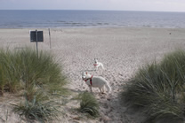 Frauchenmach mal hin